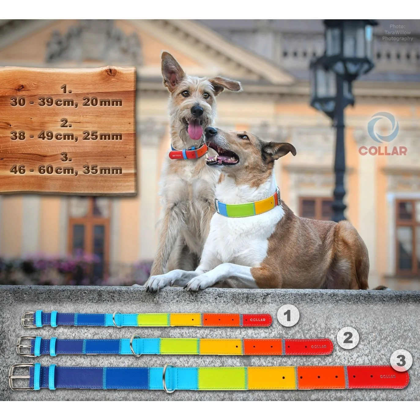 Plochý kožený obojok dúha, Obvod krku: 30-39 cm, širka: 20 mm