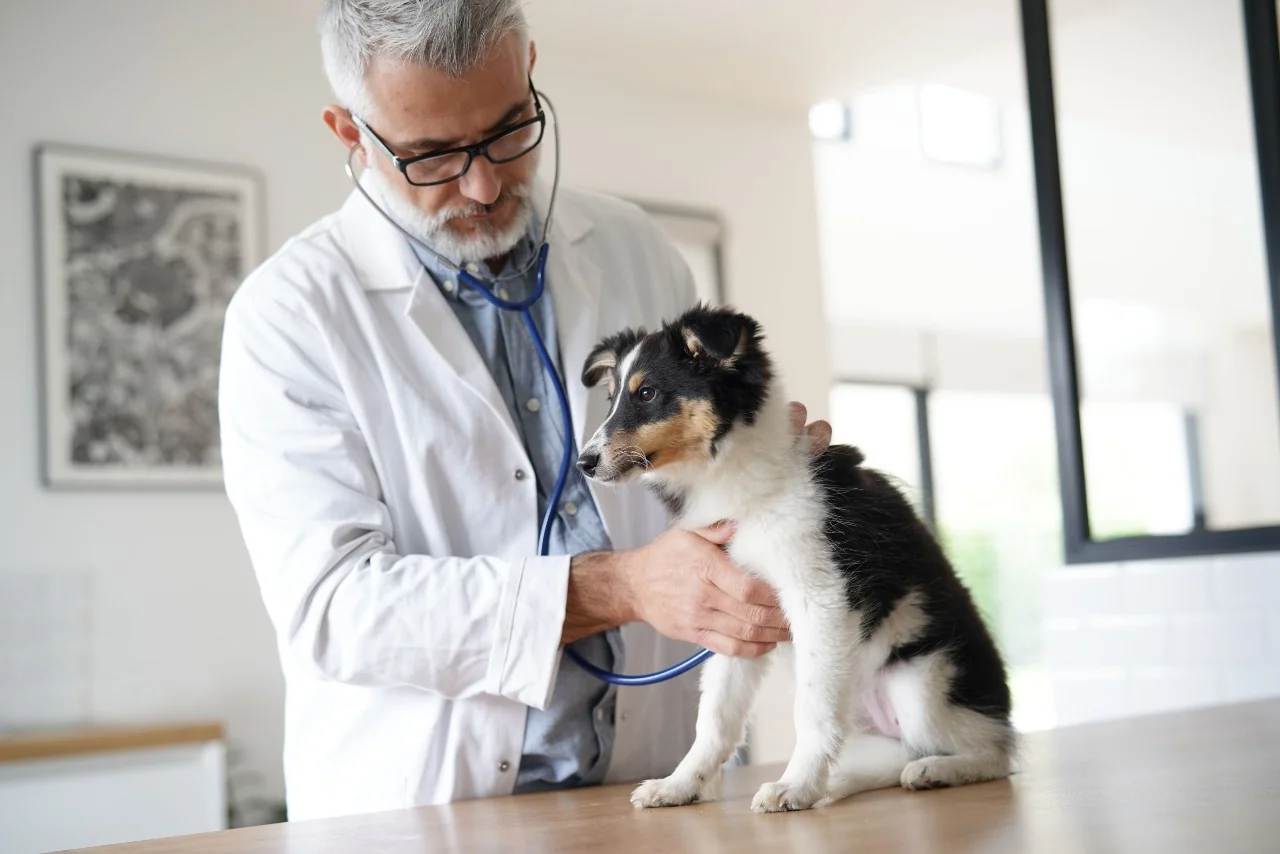 psik u veterinara psik u veterinara