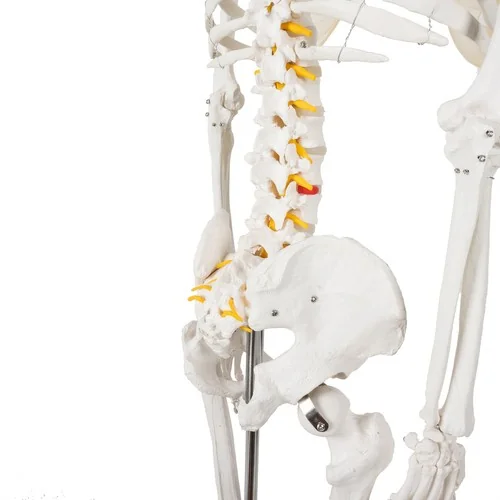 Kostra človeka v životnej veľkosti, anatomický Model, 1:1,180 cm