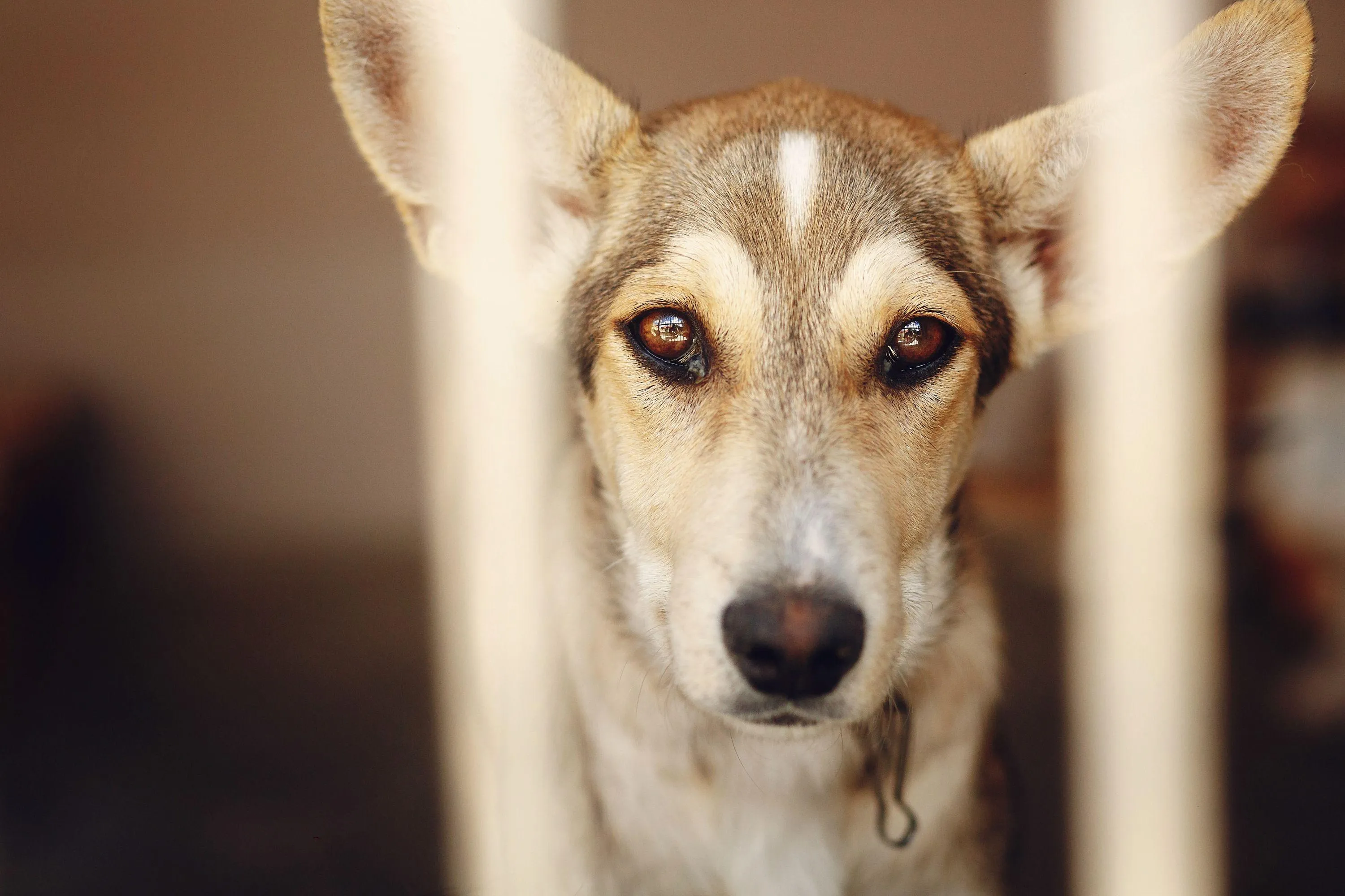 Premýšľate nad adopciou staršieho psíka z útulku? Toto by ste mali zvážiť