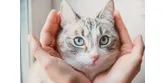 Môžeme podporiť imunitu psíka a mačičky? Samozrejme
