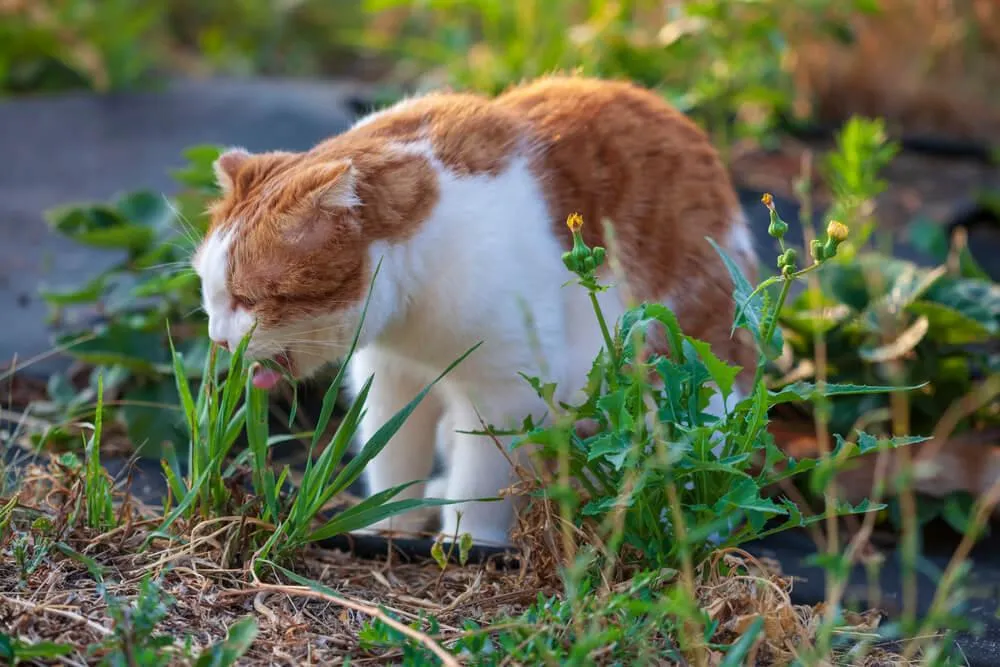 Ako rozpoznať neškodné a závažné zvracanie u mačiek