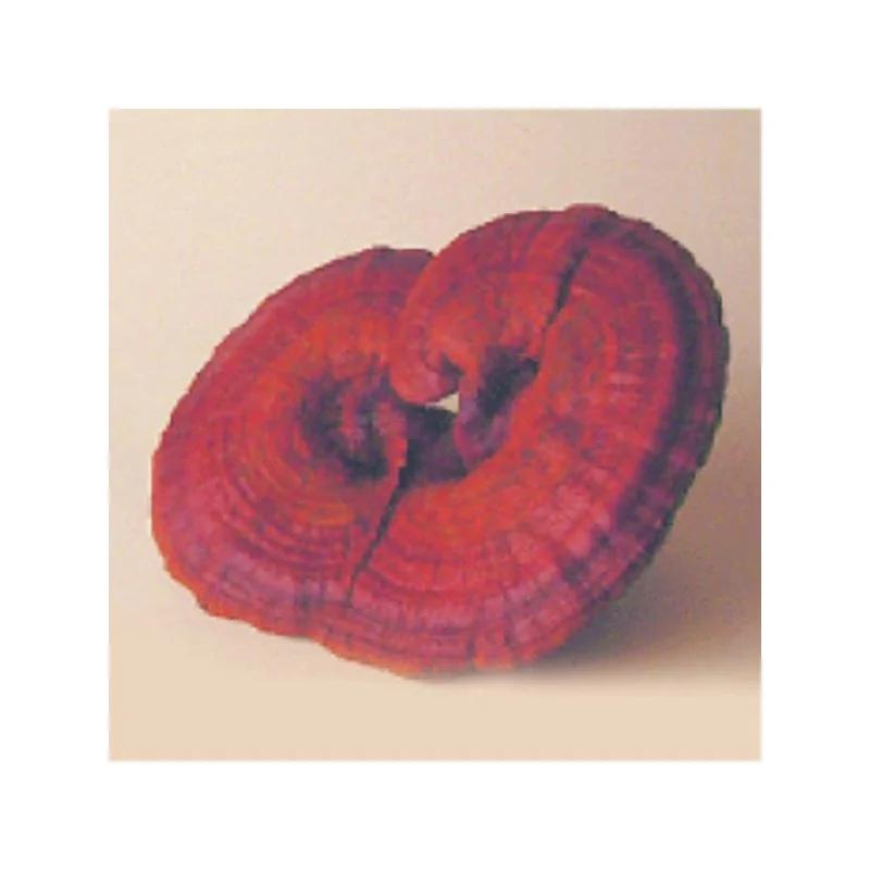 GN REISHI Ganoderma lucidum 90 tbl. po 500 mg sušenej huby