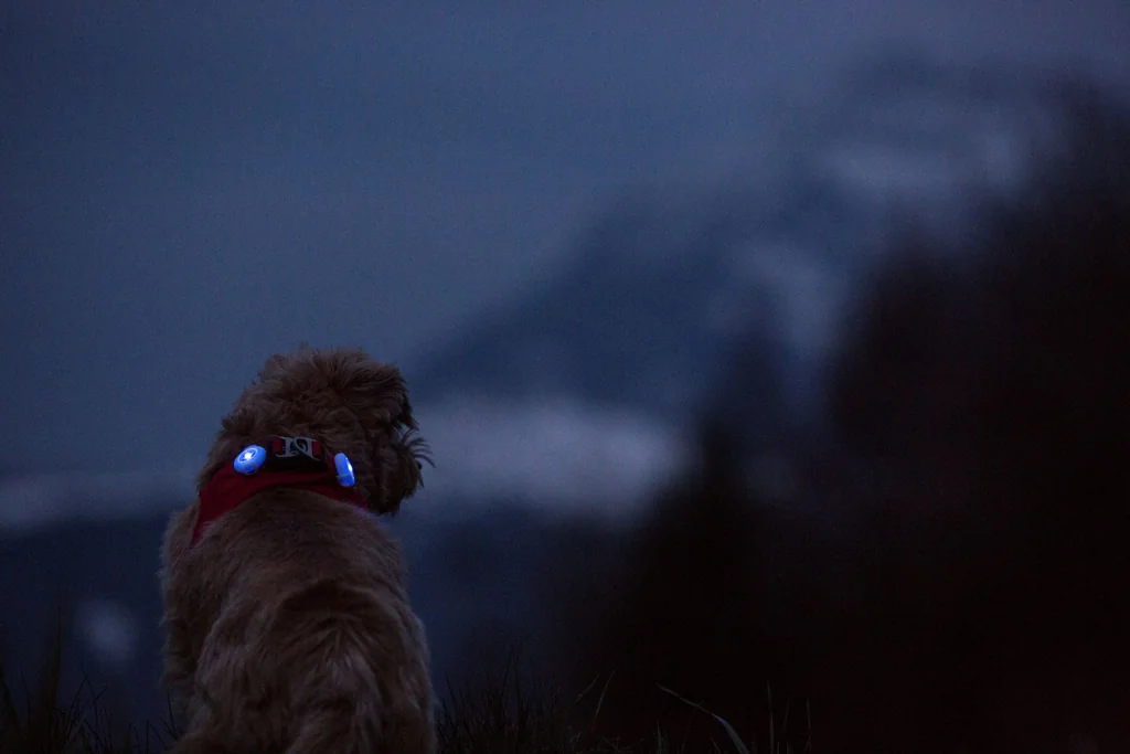 CURLI Luumi LED bezpečnostné svetielko na obojok BLACK 1×1 ks