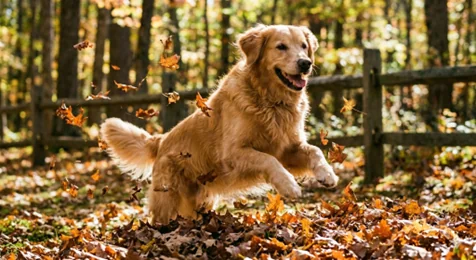 Zlatý retriever: povaha, vzhľad, pôvod 