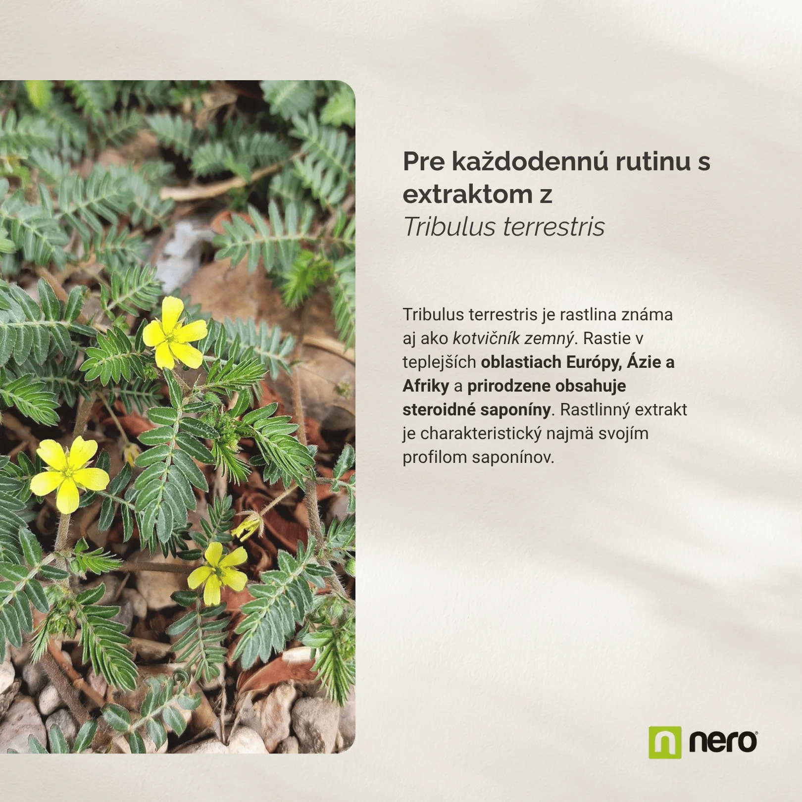 NERO Tribulus Terrestris 500 mg Kotvičník zemný 360 tabliet
