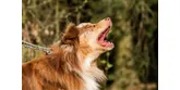 Reaktívny pes a tipy, ako zvládať problémové správanie 