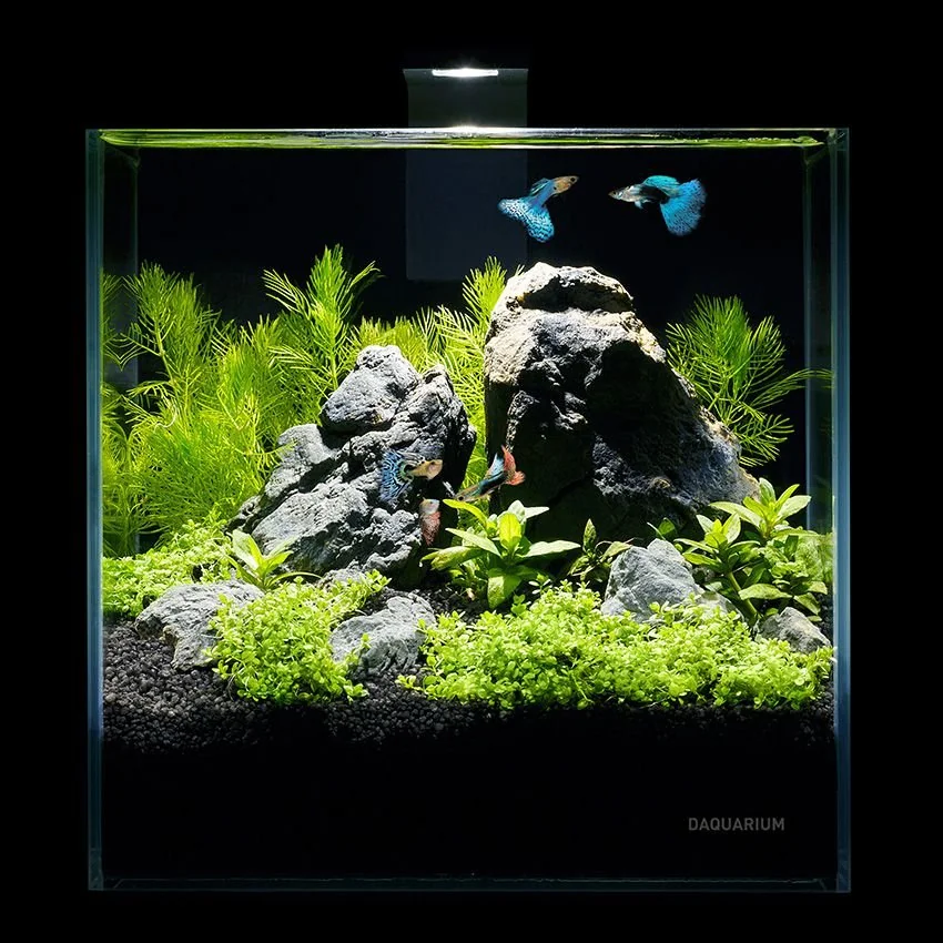 Akvárium - pico set 5l