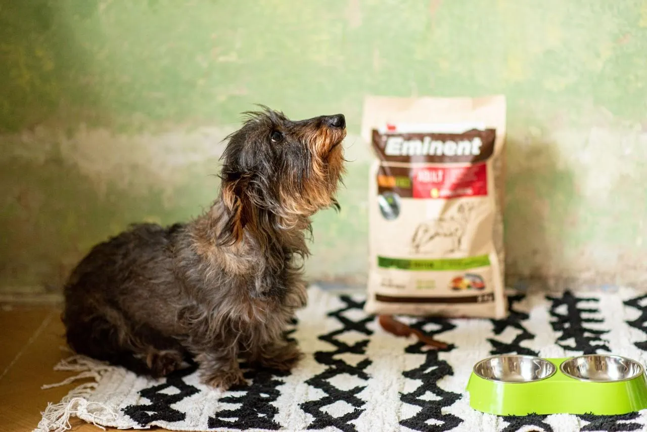 Diétne granule pre psov: Čím kŕmiť pri obezite a zdravotných problémoch?
