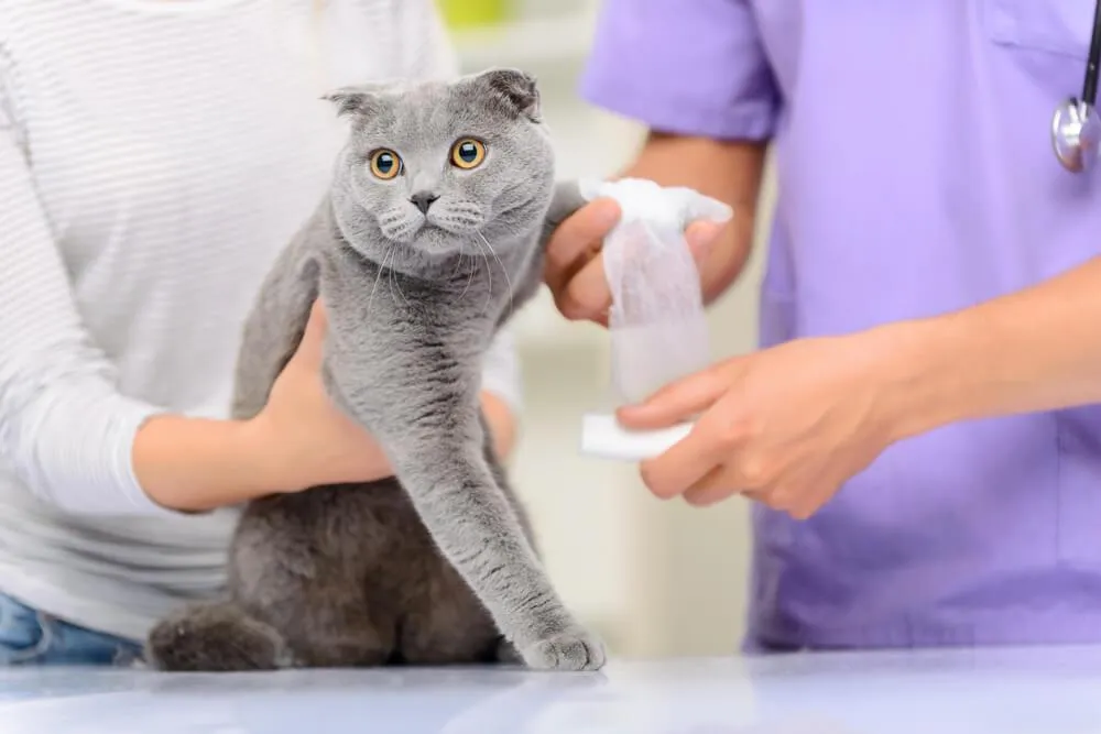 Ako ošetriť poranenú mačku?