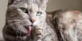 Ako môžu zmotky chlpov v tráviacom trakte zabiť mačku