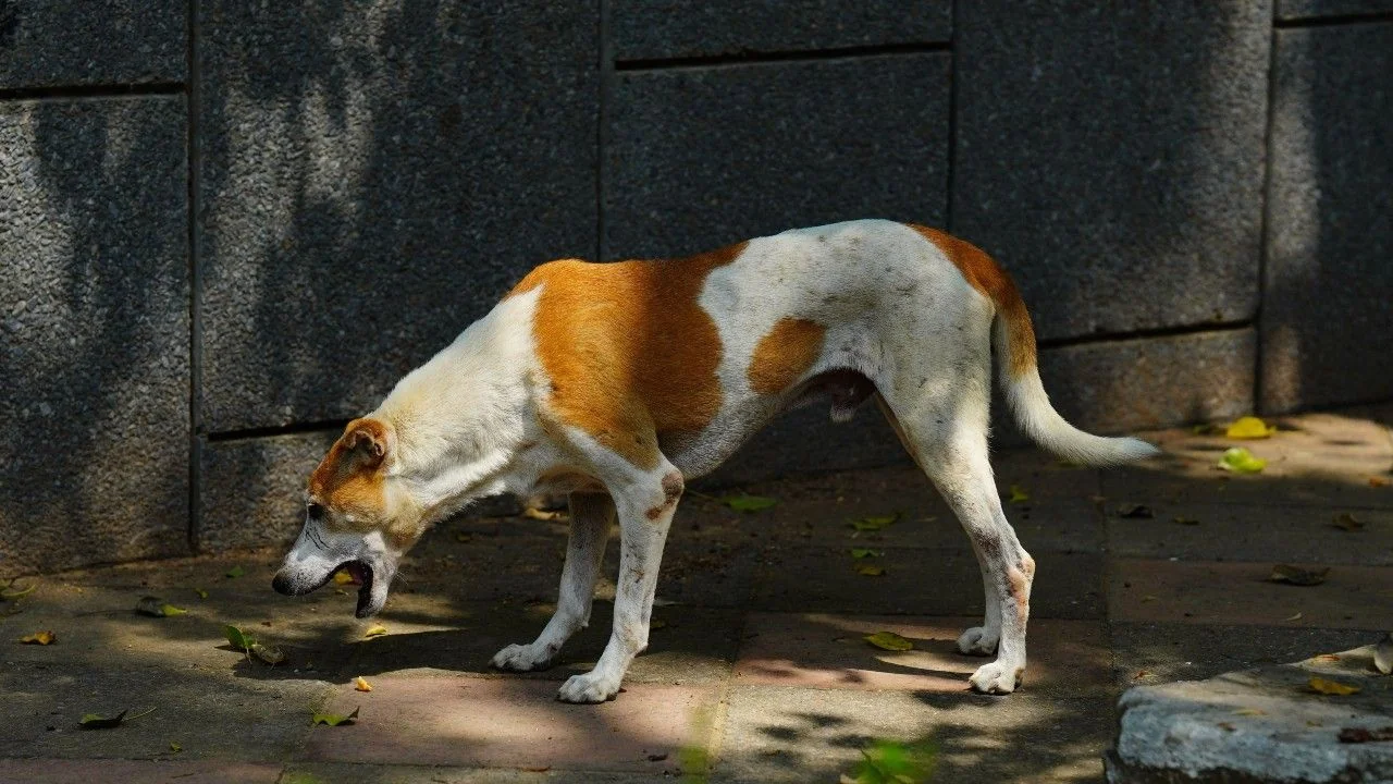 Kedy je dôvod na paniku? 5 dôvodov, prečo váš pes zvracia