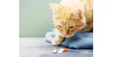 Potrebujete vašej mačke dopĺňať vitamíny?
