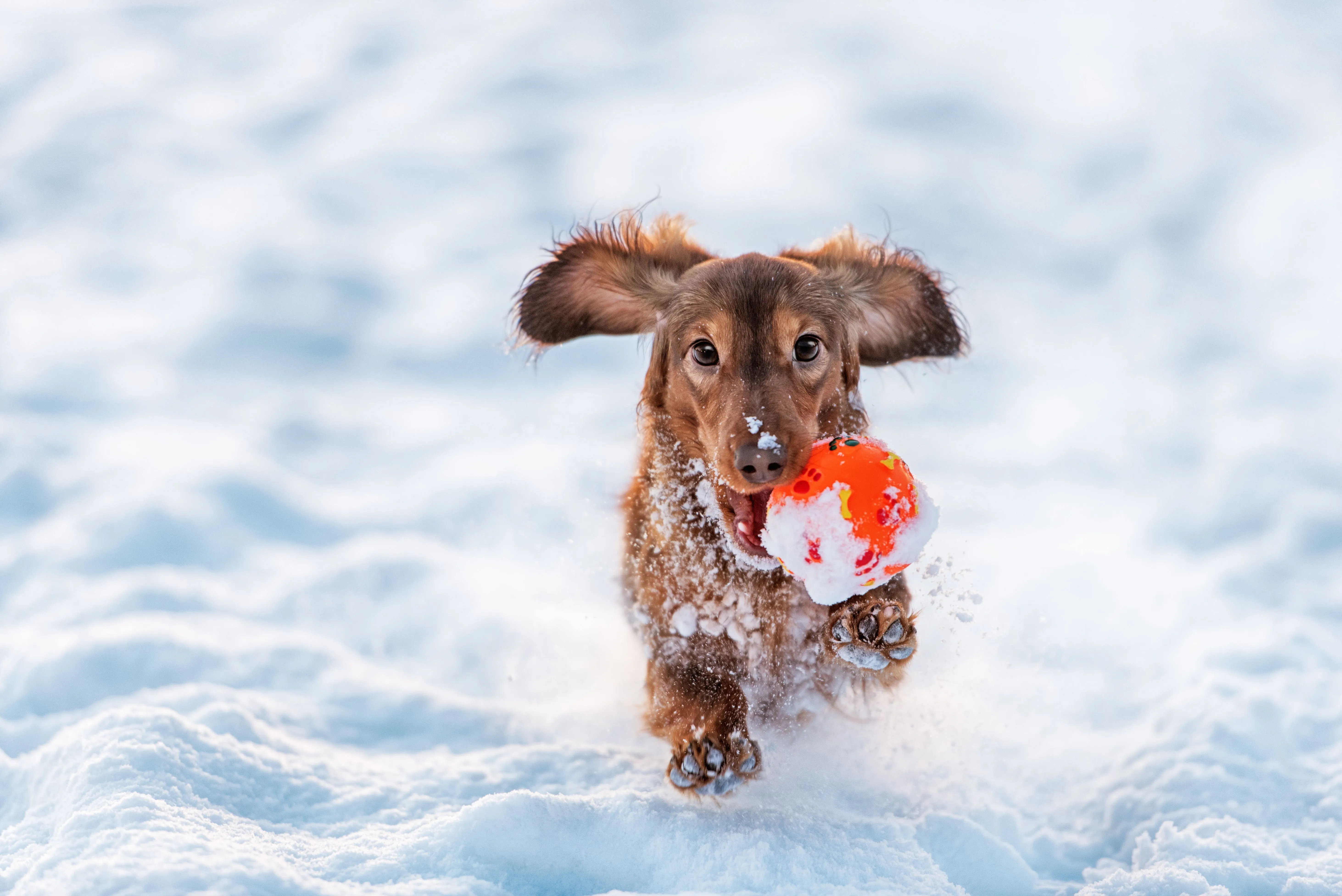 Ako sa starať o psa v zime a chladnom počasí? 
