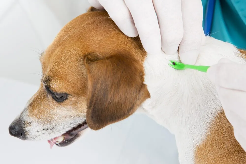 Aké ochorenia môže kliešť preniesť na vaše zviera?