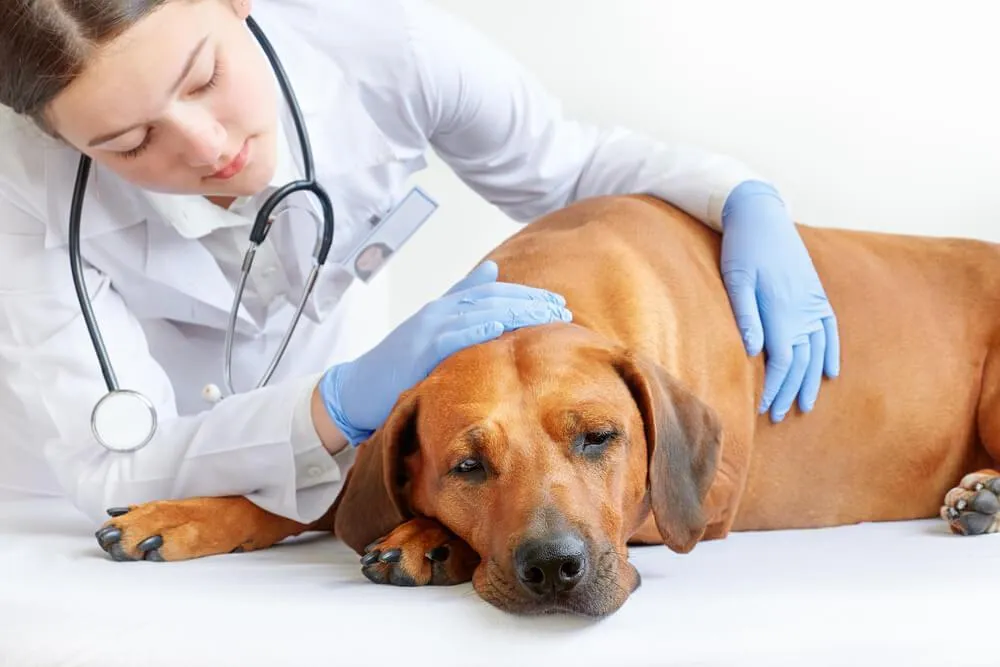 Aké sú najčastejšie bakteriálne infekcie u psov?