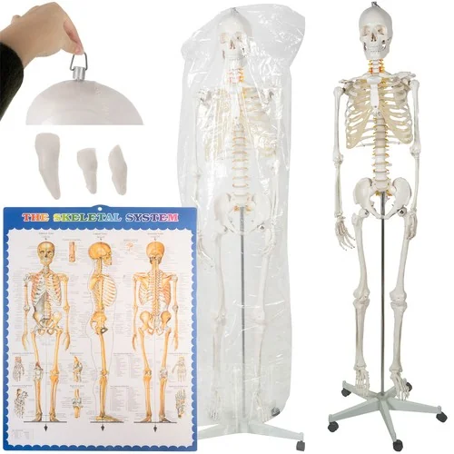 Kostra človeka v životnej veľkosti, anatomický Model, 1:1,180 cm