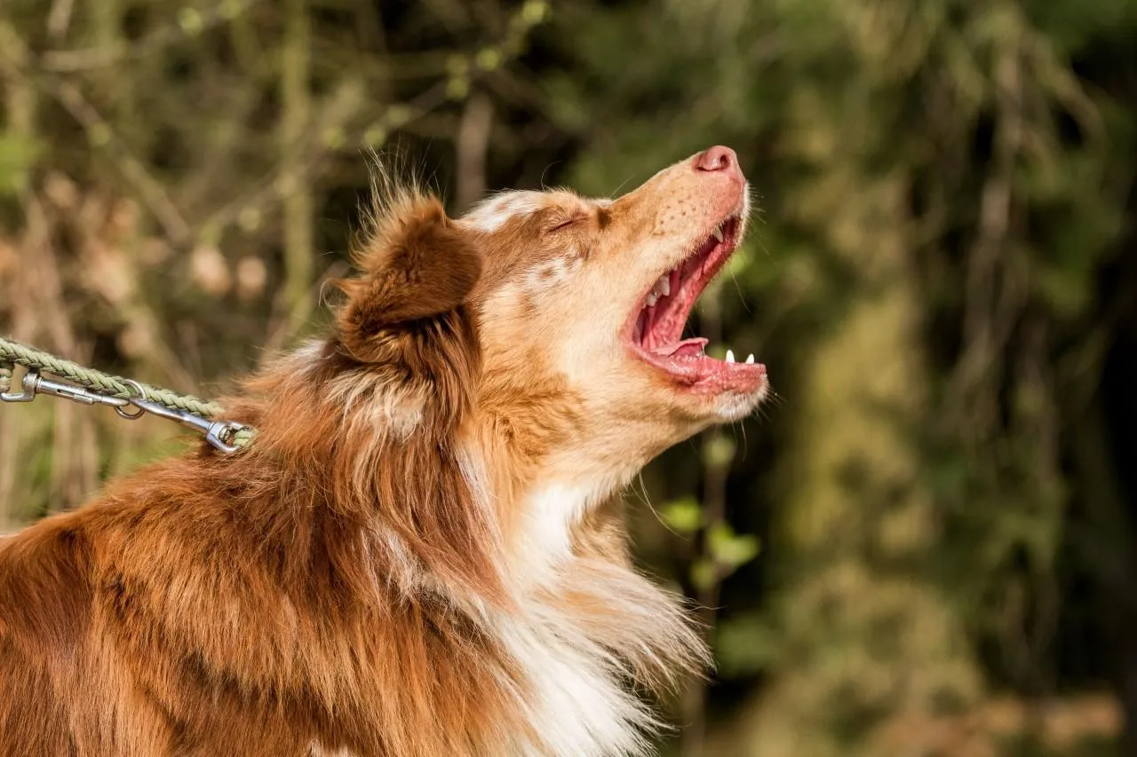 Reaktívny pes a tipy, ako zvládať problémové správanie 
