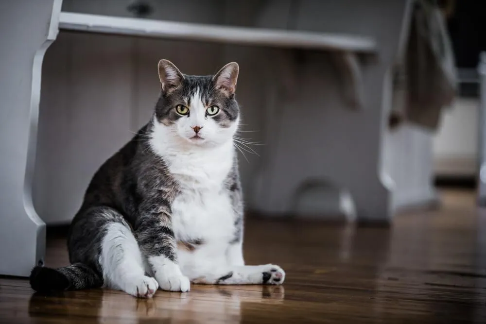 Ako môže obezita ohroziť vašu mačku?
