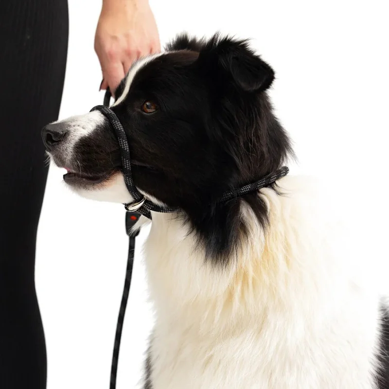 EZYDOG VODÍTKO LUCA LITE LEASH - BLUE