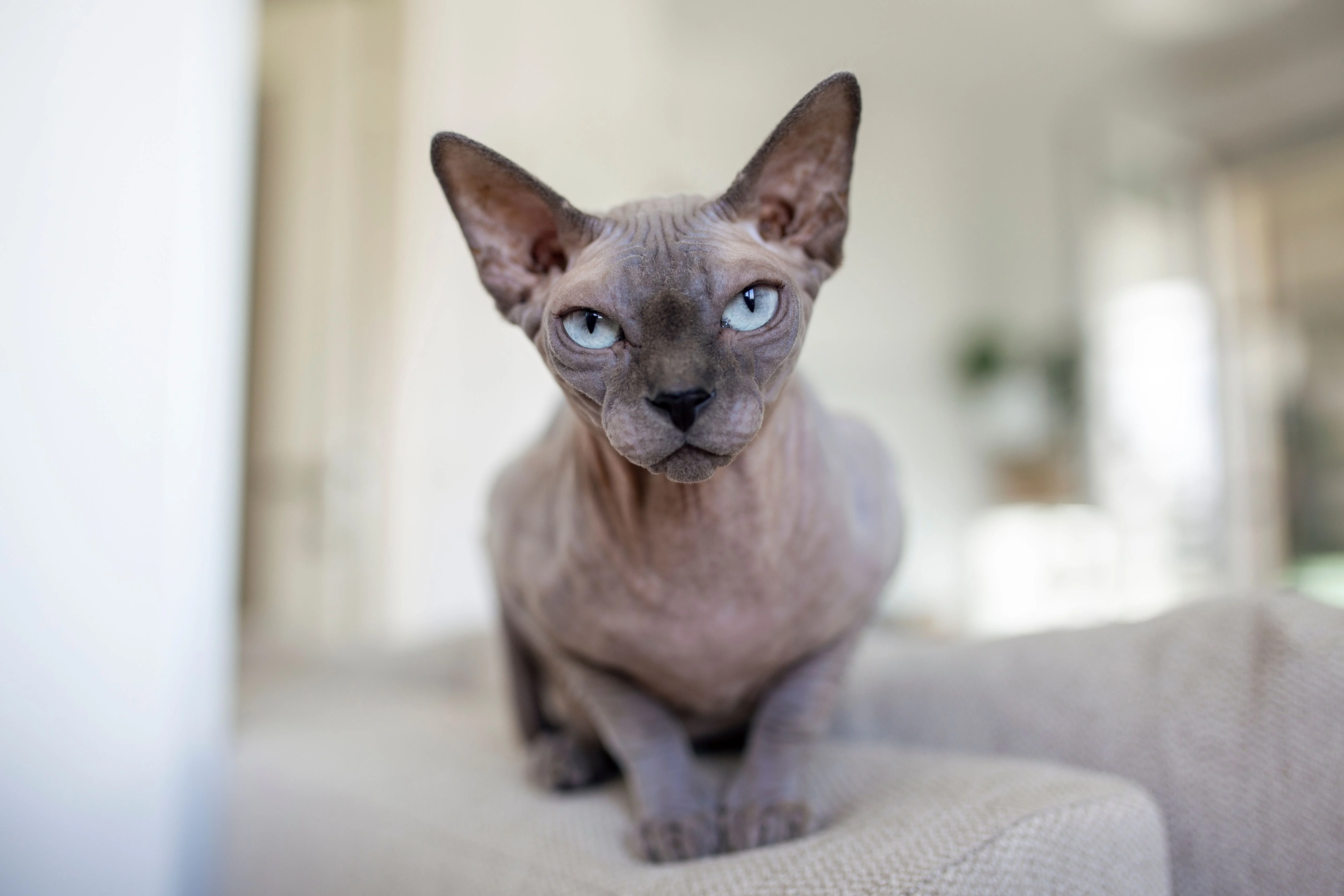 sphynx