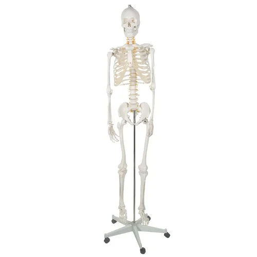 Kostra človeka v životnej veľkosti, anatomický Model, 1:1,180 cm
