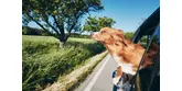 Tipy, ako sa pripraviť na cestovanie so psom