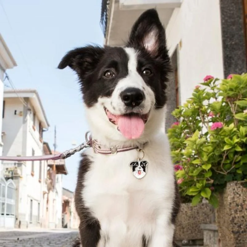 MF BORDER COLLIE 3,2x3 cm gravírovateľný prívesok 