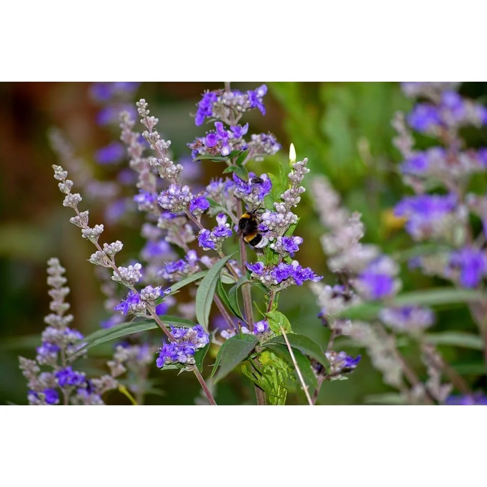 VitaminBottle VITEX agnus castus 60 kps
