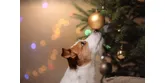 Zvieratko ako vianočný darček – áno alebo nie?