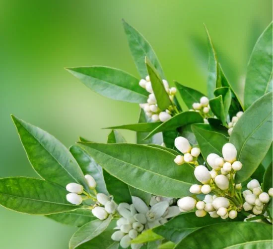 Alteya Organics Neroli olej 1×10 ml, esenciálny olej
