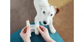 Pripravte si lekárničku pre svojho psa