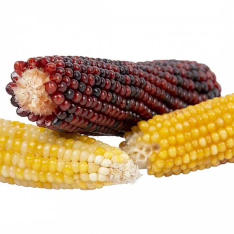 DUVO+ Kukuričné klásky mix 3ks
