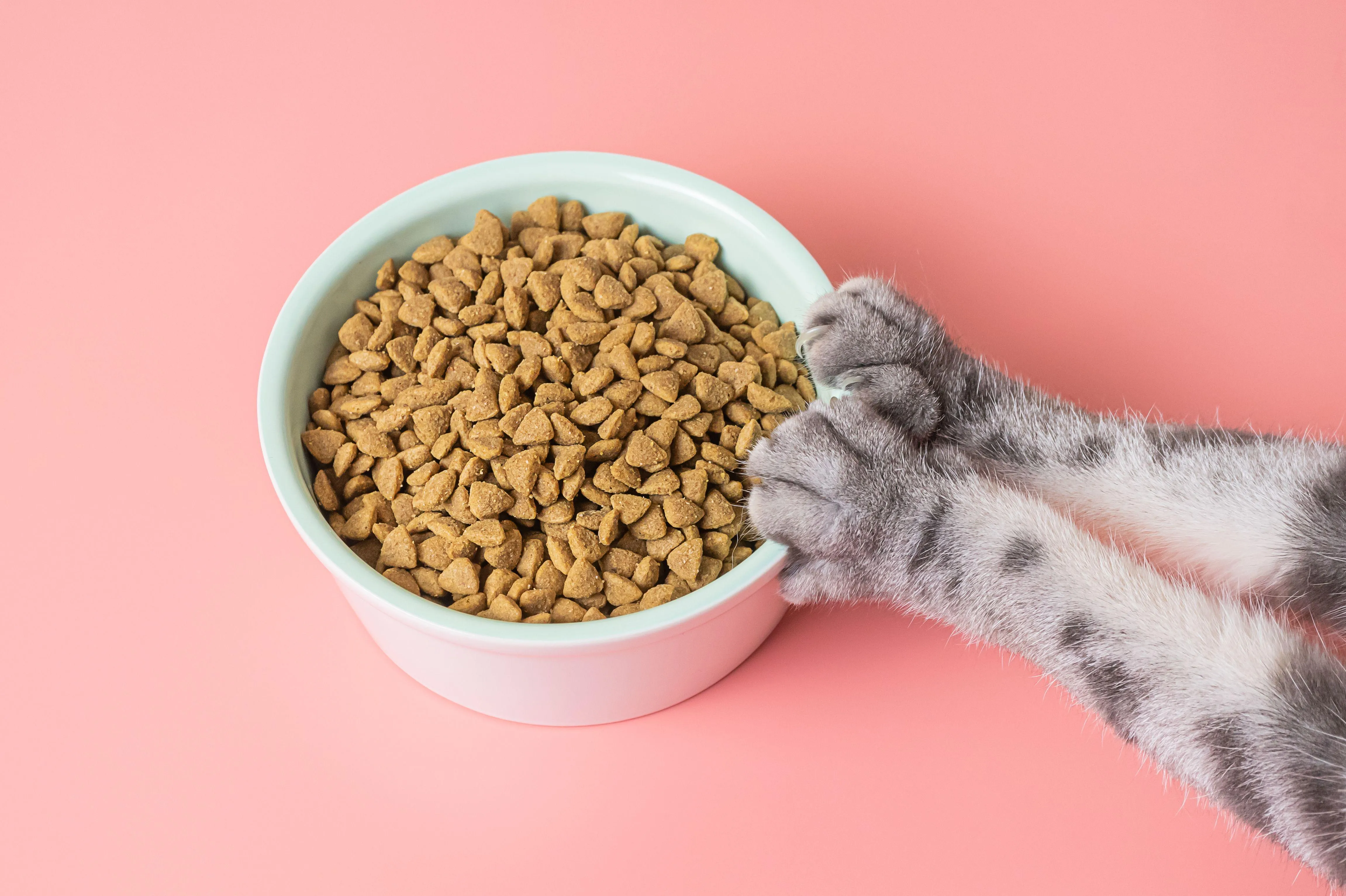 Mačka domáca a potrava: Týmto potravinám sa vyhnite oblúkom