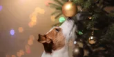 Zvieratko ako vianočný darček – áno alebo nie?