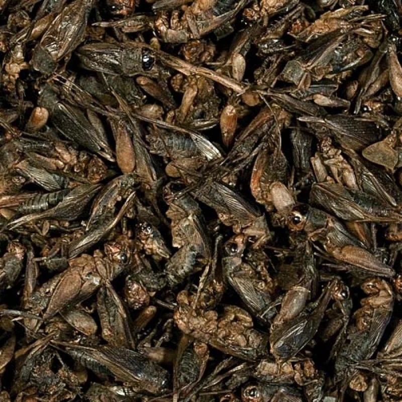 TROPICAL Crickets 100ml/10g sušené cvrčky pre plazy