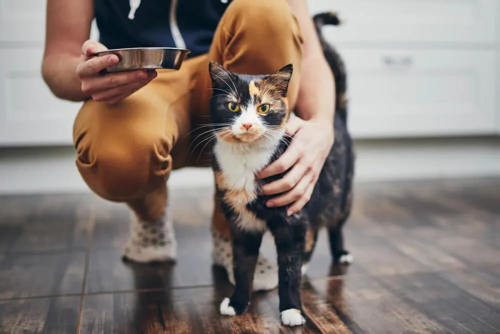 Mačky s citlivým trávením potrebujú špeciálne krmivo