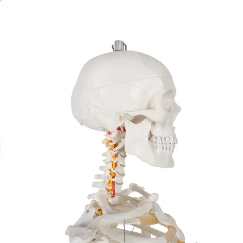 Kostra človeka v životnej veľkosti, anatomický Model, 1:1,180 cm