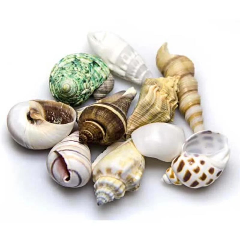 HOBBY Sea Shells Set M 10ks- dekorácia do akvária