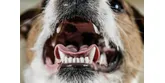 Ako liečiť zápach z papule psa?