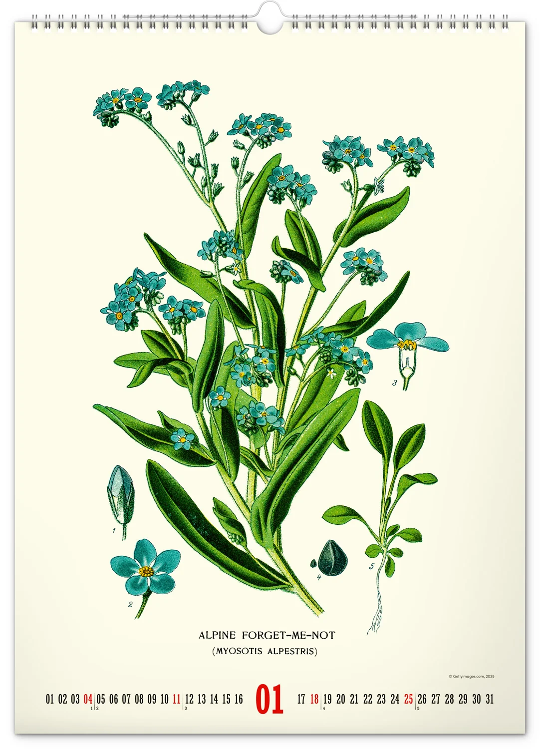 NOTIQUE Nástenný kalendár Vintage plagáty – herbár 2026, 33 × 46 cm