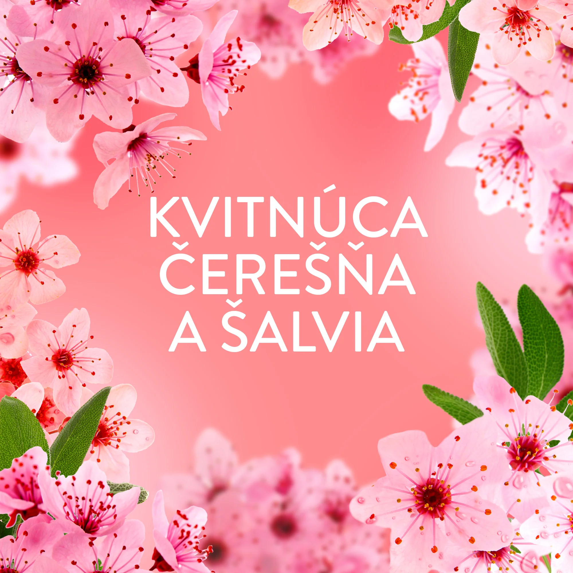 Lenor Cherry Blossom & Sage aviváž, 59 praní 1239 ml