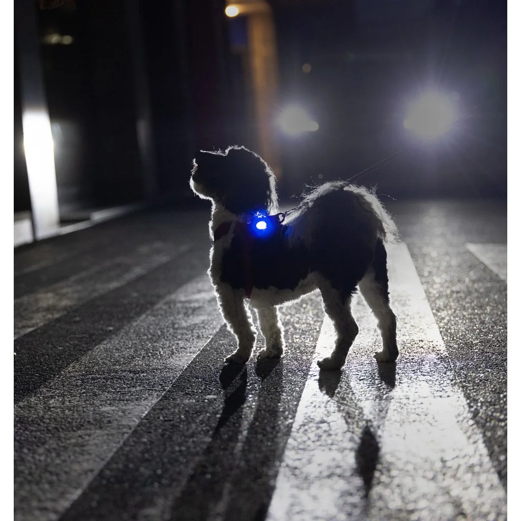 Luumi LED bezpečnostné svetielko dobíjacie na obojok GREEN