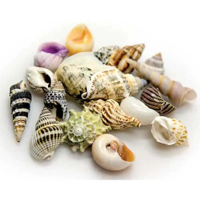 HOBBY Sea Shells Set L 5ks- dekorácia do akvária