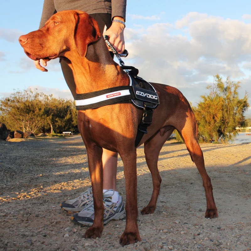 EZYDOG POSTROJ CONVERT HARNESS - BLK XS