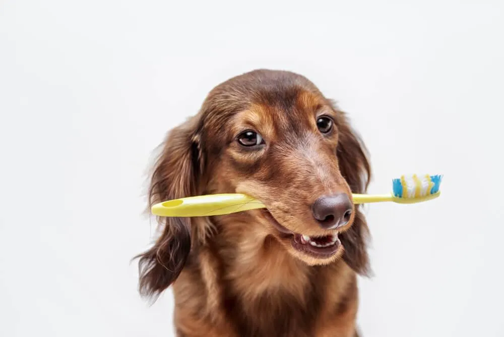 Čistíte psovi zuby správne? Zanedbaná hygiena ohrozuje zdravie