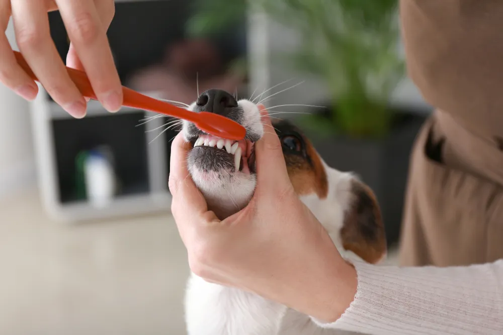 Dentálna starostlivosť pre psy