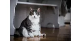 Ako môže obezita ohroziť vašu mačku?