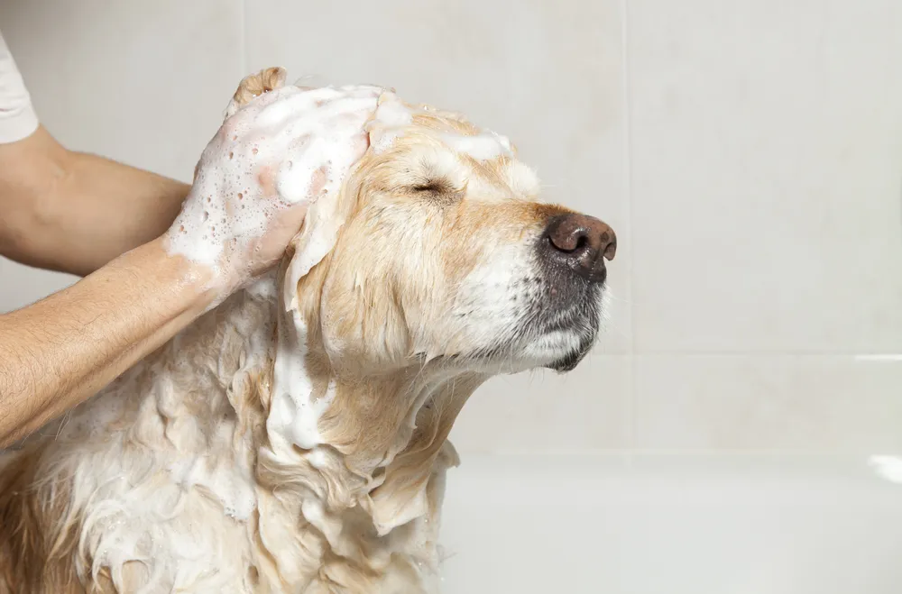 Šampóny pre psy