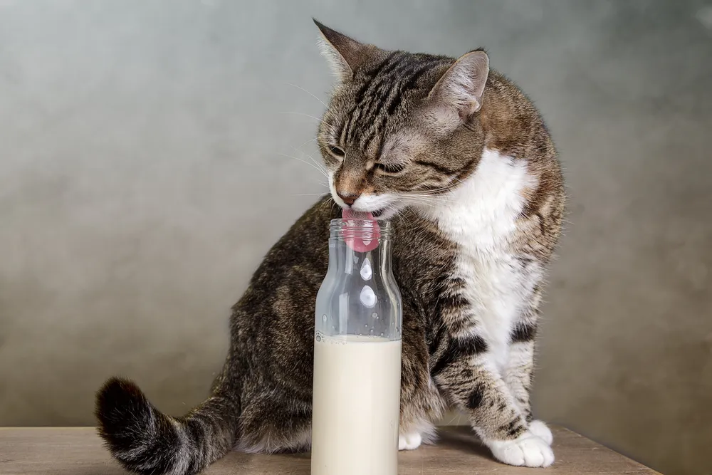 Mlieka pre mačky